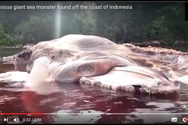 인도네시아에서 발견된 길이 15m 괴생물체의 정체는?