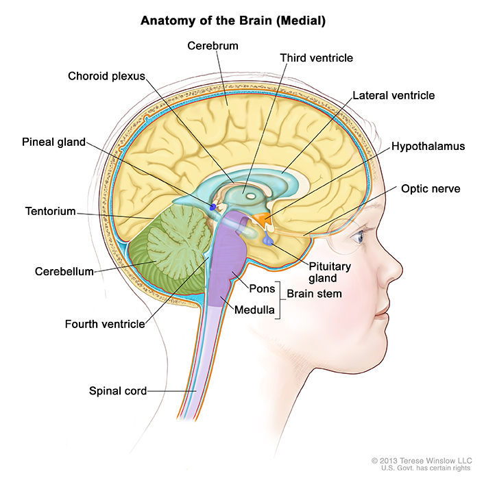 开创了美国国家癌症研究所，http://www.cancer.gov