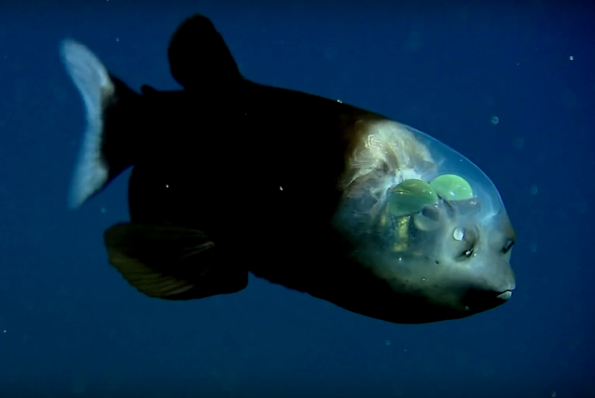 捕获decran  -  2017年1月27日-A-40年10月15日