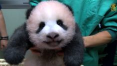 [영상] 도쿄 우에노 동물원, 3개월 된 아기 판다 공개