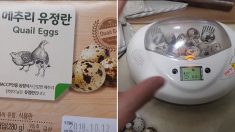 마트에서 산 메추리알을 부화기에 넣은 유튜버 근황