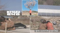 예능 프로그램서 만난 시골 할머니 ‘인생사진’ 찍어드리려 길바닥에 드러누운 여자 아이돌