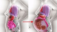 엄마가 임신하면 배 속 ‘장기’들은 이렇게 움직인다 (영상)
