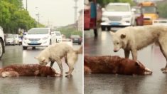 교통사고 후 꼼짝 않고 ‘잠든 친구’ 깨우려 애타게 몸부림치는 강아지