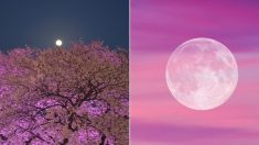 벚꽃 절정인 내일(7일) 밤, 올해 가장 큰 보름달인 희귀 ‘핑크문’ 뜬다