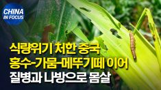 엎친 데 덮친 중국 식량 위기.. 홍수-가뭄-메뚜기떼 이어 질병, 나방까지