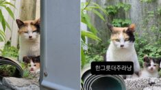 밥 챙겨주던 사람한테 자기랑 똑 닮은 아기 고양이 데려온 길냥이