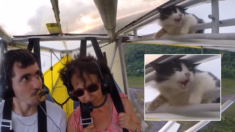 비행기에 무임승차해서 스릴 만끽하다가 딱 걸린 고양이 (영상)