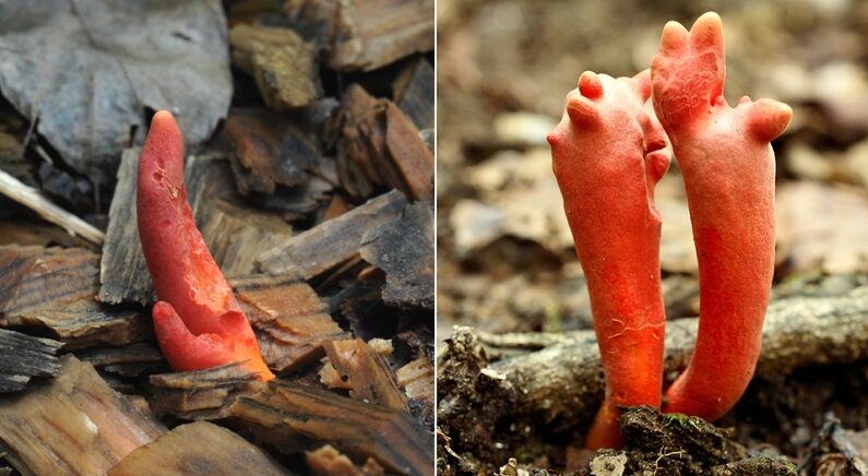 “방사능 피폭과 증상 같다” 지구상 가장 극악 독성인데 한국·일본에서만 나는 ‘붉은사슴뿔버섯’