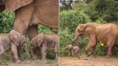 1% 확률로 태어난다는 코끼리 쌍둥이 남매가 케냐서 포착됐다