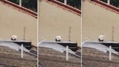 아파트 지붕 위에 있던 ‘강아지’의 상상도 못 한 정체가 밝혀지는 순간 (영상)