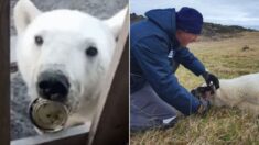 깡통에 혀 낀 새끼 북극곰 구조하려고 3400km 달려온 수의사들