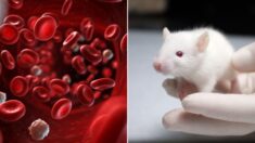 ‘늙은 피를 수혈하니 진짜로 늙었다’ 한국서 나온 과학계 들썩이게 만든 연구결과