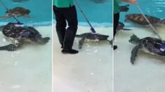 수족관 청소 중인 사육사 아저씨한테 다가와 순서대로 등목 받는 바다거북들 (영상)