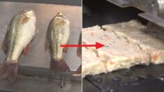 생태계 교란하는 외래종 물고기가 맛있다는 걸 알아버린 한국인들